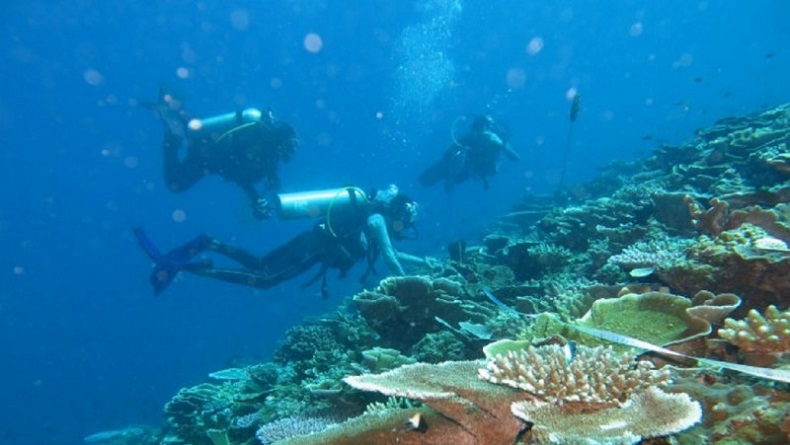 title 185 Karang Hias Selundupan Dilepasliarkan di Pantai Elak-Elak Lombok Barat 185 Karang Hias Selundupan Dilepasliarkan di Pantai Elak-Elak Lombok Barat