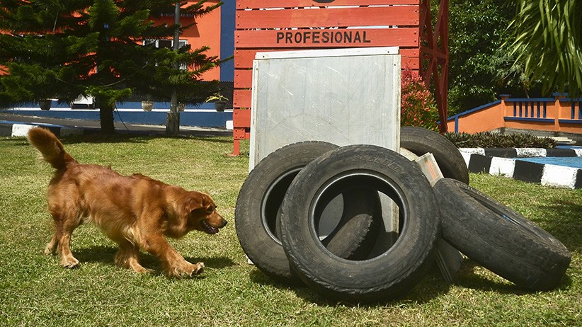 Aksi Anjing Pelacak Mencari Korban Bencana Alam - Bagian 1