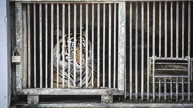 Begini Kondisi 2 Harimau Sumatera yang Positif Covid-19 - Bagian 2