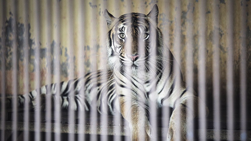 Begini Kondisi 2 Harimau Sumatera yang Positif Covid-19 - Bagian 3