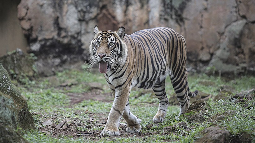 Harimau Sumatra Masuk Perkebunan di Aceh Selatan, Warga Panik
