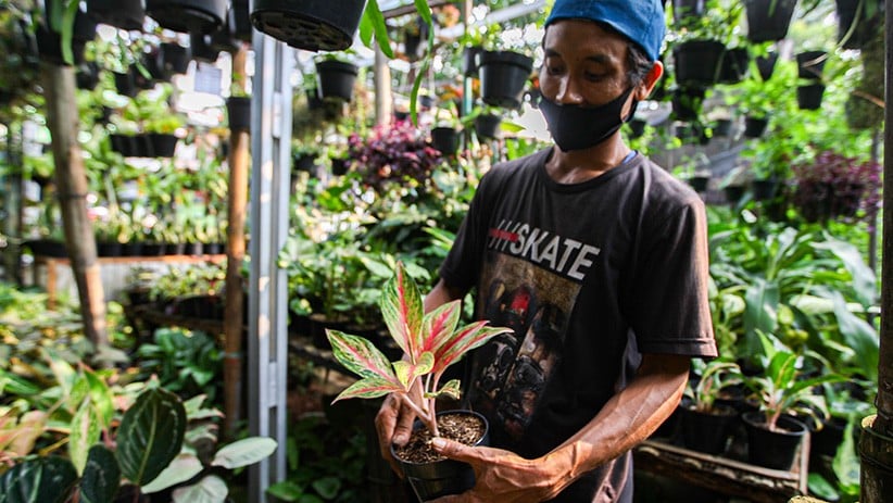 Tanaman Hias Sempat Diburu, Kini Penjualan Mulai Lesu - Bagian 3