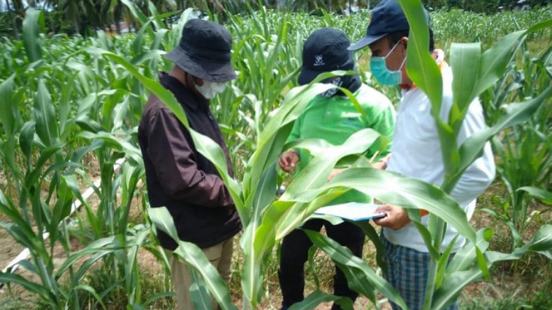 BPTP Gorontalo Diseminasi Varietas Sorgum, Kandungan Nutrisi Tak Kalah dengan Beras