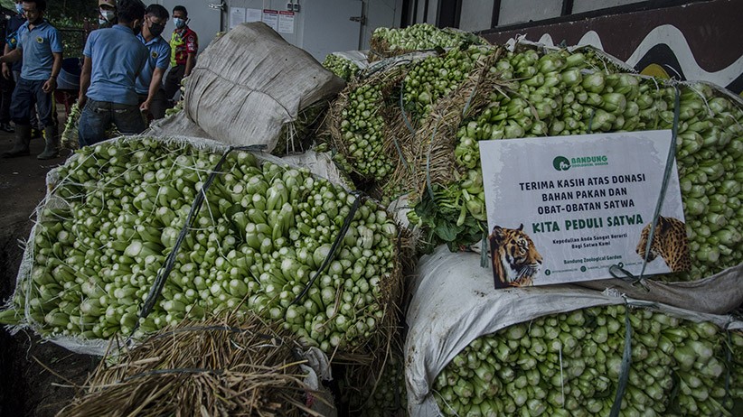7 Ton Sayuran Didonasikan untuk Pasokan Makanan Hewan Bandung Zoological - Bagian 3