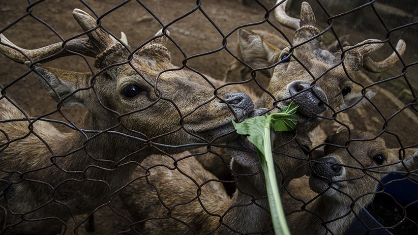 7 Ton Sayuran Didonasikan untuk Pasokan Makanan Hewan Bandung Zoological - Bagian 2