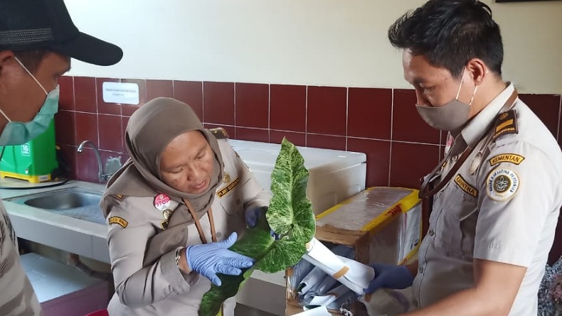 Januari-Juni 2021, Sulut Ekspor 498,15 Juta Ton Komoditas Unggulan ke 40 Negara 