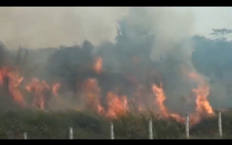 Presiden Turki Sebut Karhutla Sama Bahayanya dengan Terorisme