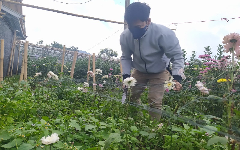 Petani Bunga Hias Lembang Terdampak PPKM, Konsumen Batalkan Pesanan, Rugi Jutaan