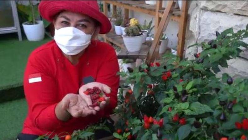 Isoman Ketika Terpapar Covid-19, Berkebun Jadi Cara Wakil Wali Kota Semarang Tetap Produktif 