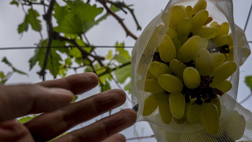 Mengisi Kegiatan PPKM dengan Menanam Anggur di Halaman Rumah - Bagian 1