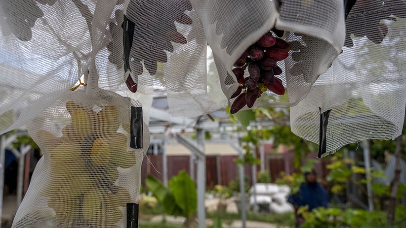 Mengisi Kegiatan PPKM dengan Menanam Anggur di Halaman Rumah - Bagian 2