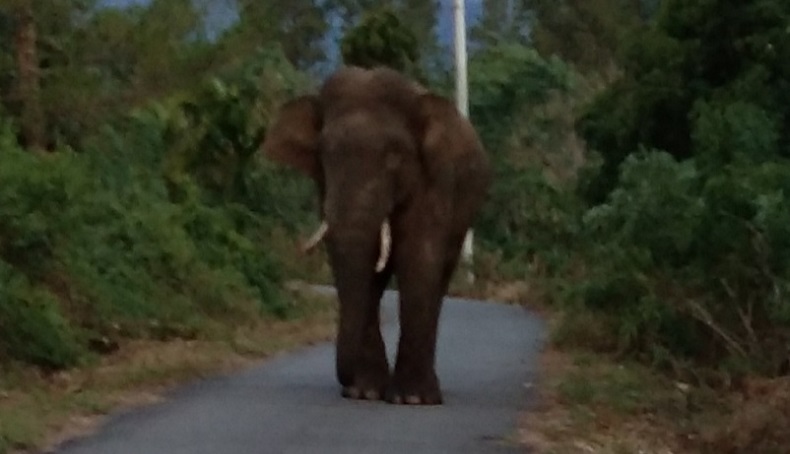 Warga Resah, 5 Gajah di Pintu Rime Gayo Berkeliaran 
