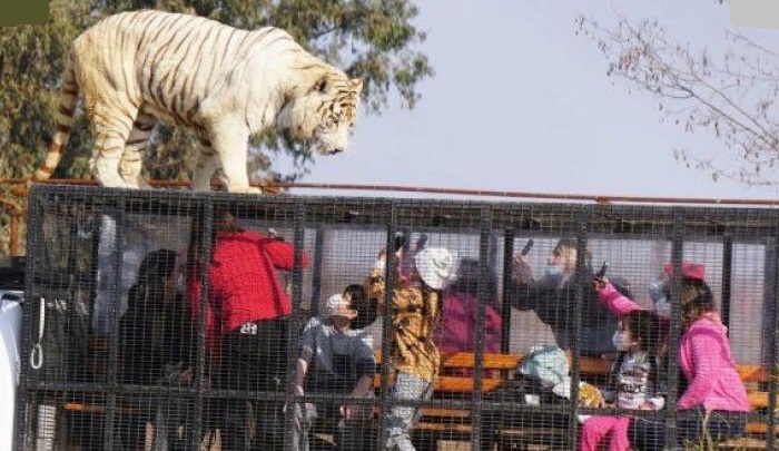 Pegawai Taman Safari Tewas Seketika Diterkam Harimau saat Menyapu Kandang
