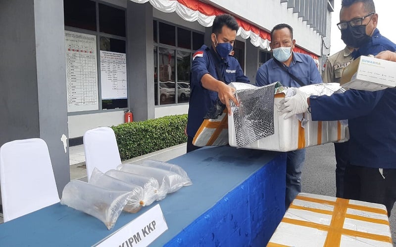 TNI AL Bongkar Jalur Perdagangan Gelap Benih Lobster di Banyuasin Sumsel 