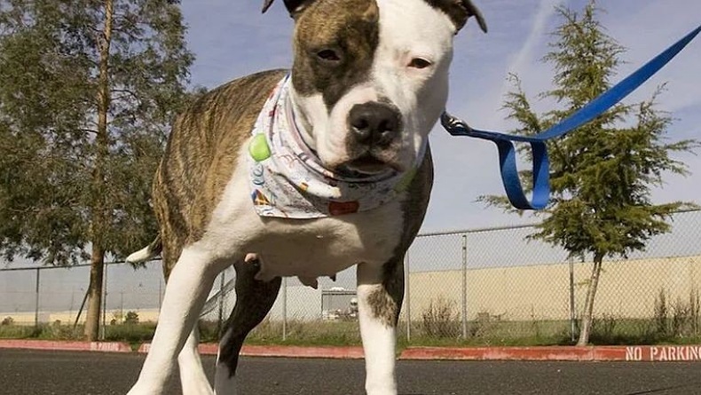 3 Anjing Pitbull Terkam Seorang Perempuan hingga Tewas 