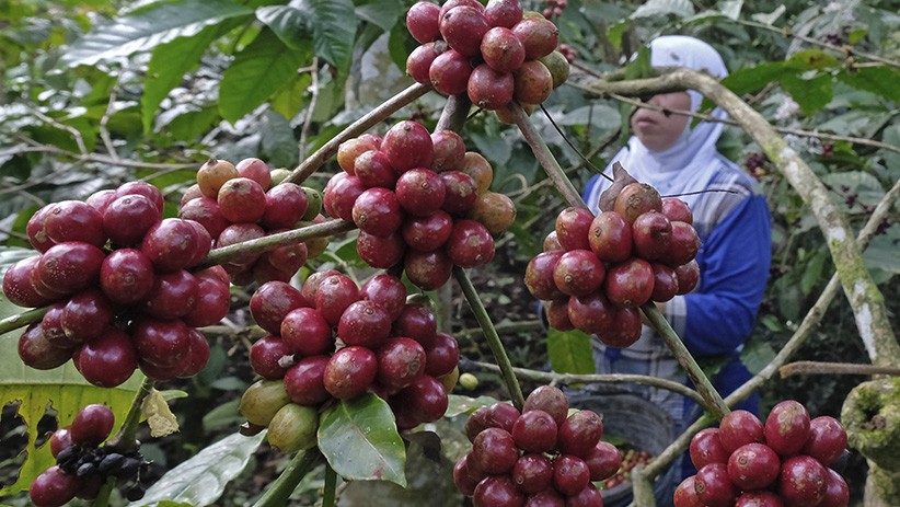Hasil Panen Kopi Robusta Petani Temanggung Meningkat 2 Kali Lipat - Bagian 1