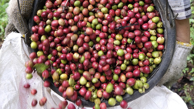 Hasil Panen Kopi Robusta Petani Temanggung Meningkat 2 Kali Lipat - Bagian 2