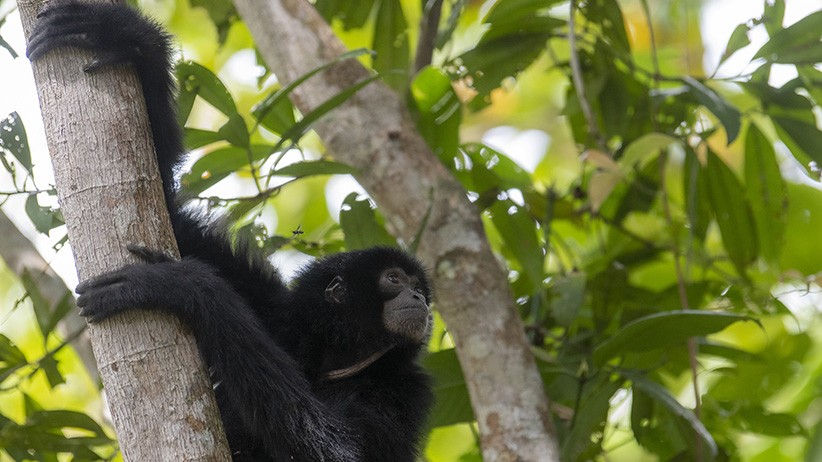3 Ekor Siamang Dilepas ke Suaka Margasatwa Dangku Sumsel - Bagian 2