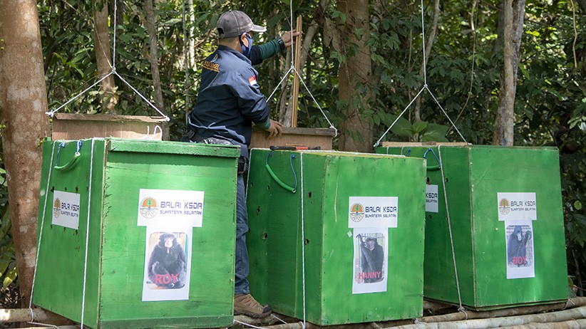 3 Ekor Siamang Dilepas ke Suaka Margasatwa Dangku Sumsel - Bagian 3