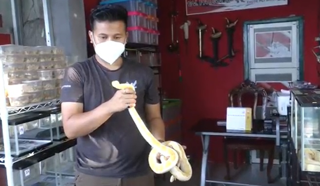 Hobi Pelihara Ular Piton, Pemuda Surabaya Ini Raup Puluhan Juta Rupiah