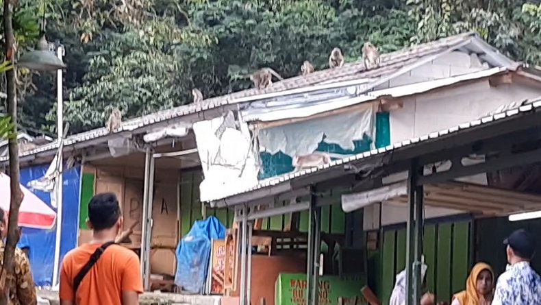 Ratusan Monyet Turun dari Gunung Galunggung Tasikmalaya, Serang Warung Warga