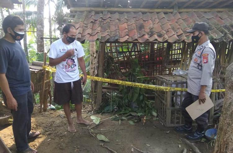 title Kambing di Kandang Hilang, Petani di Kulonprogo Meradang Kambing di Kandang Hilang, Petani di Kulonprogo Meradang