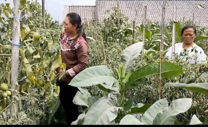  Petani di Boyolali Terancam Gagal Panen Gara-Gara Hujan Abu Merapi