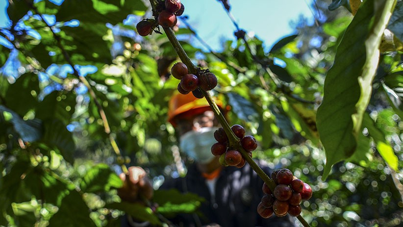 Kementan Targetkan Produksi Kopi Nasional 2021 Sebesar 834.750 Ton - Bagian 2