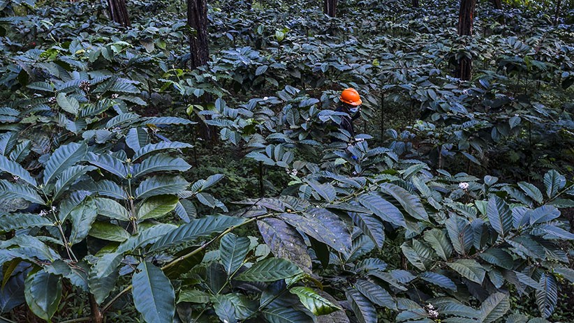 Kementan Targetkan Produksi Kopi Nasional 2021 Sebesar 834.750 Ton - Bagian 1