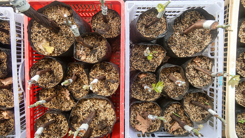 Melihat Kebun Budi Daya Anggur Seluas 400 Meter di Duren Sawit - Bagian 4