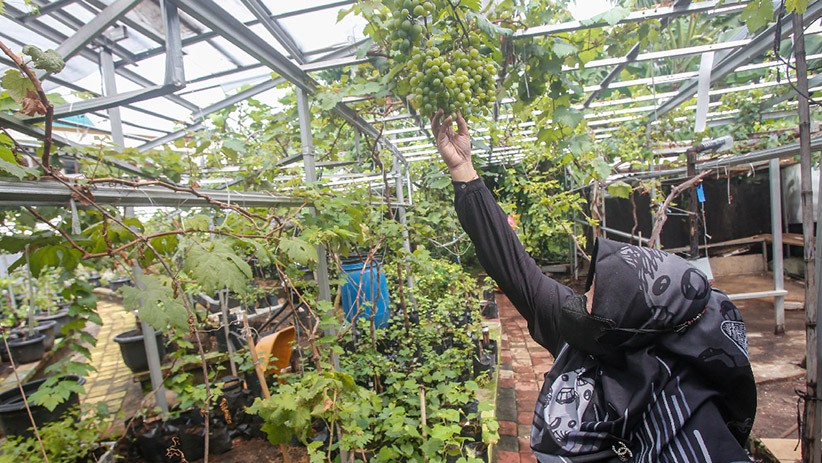 Melihat Kebun Budi Daya Anggur Seluas 400 Meter di Duren Sawit - Bagian 1