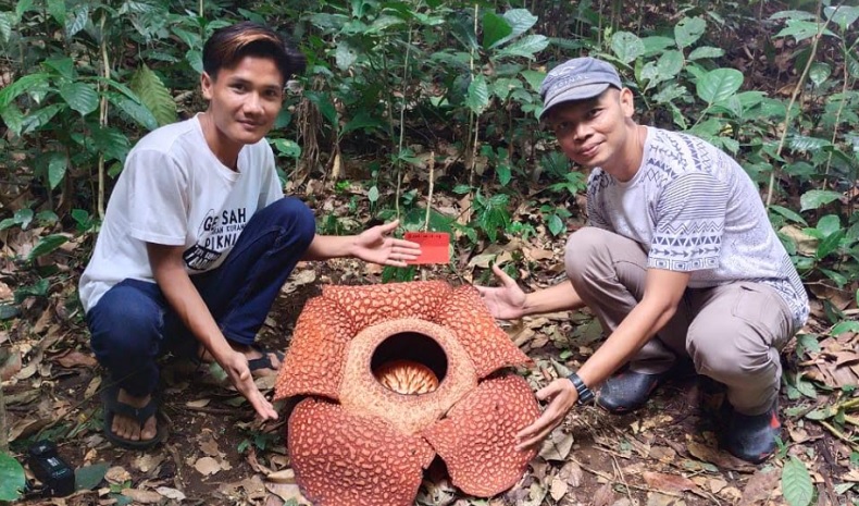 Bunga Rafflesia Arnoldi Mekar Sempurna di 3 Lokasi TNBBS Tanggamus