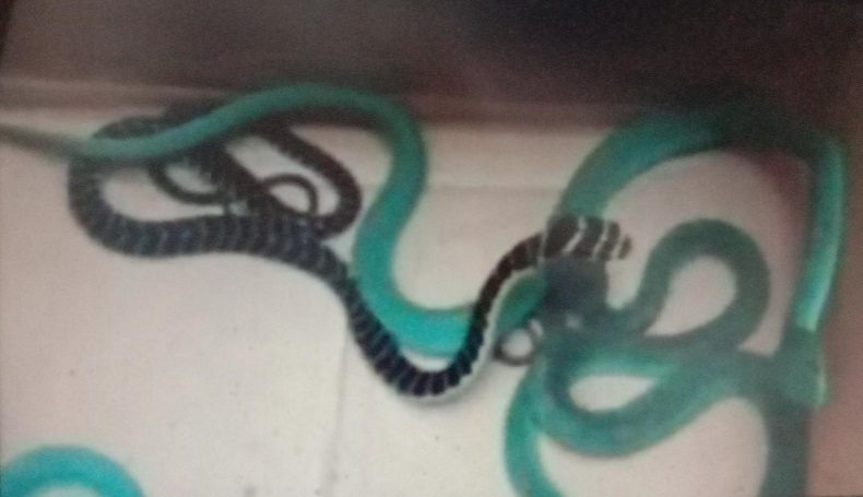 title Ngeri, Petugas Ekspedisi di Bandung Temukan Ular Blue Viper dan King Kobra dalam Paket Ngeri, Petugas Ekspedisi di Bandung Temukan Ular Blue Viper dan King Kobra dalam Paket