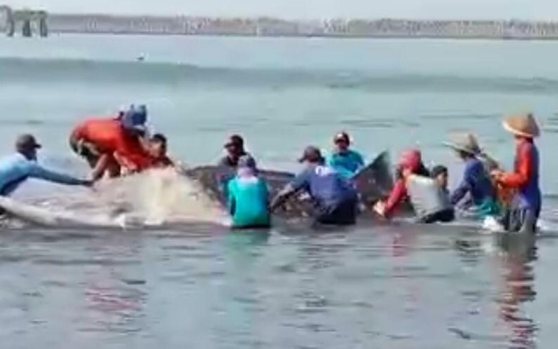 KKP Bersama Nelayan Selamatkan Dua Ekor Hiu Paus yang Terjerat di Perairan Cilacap