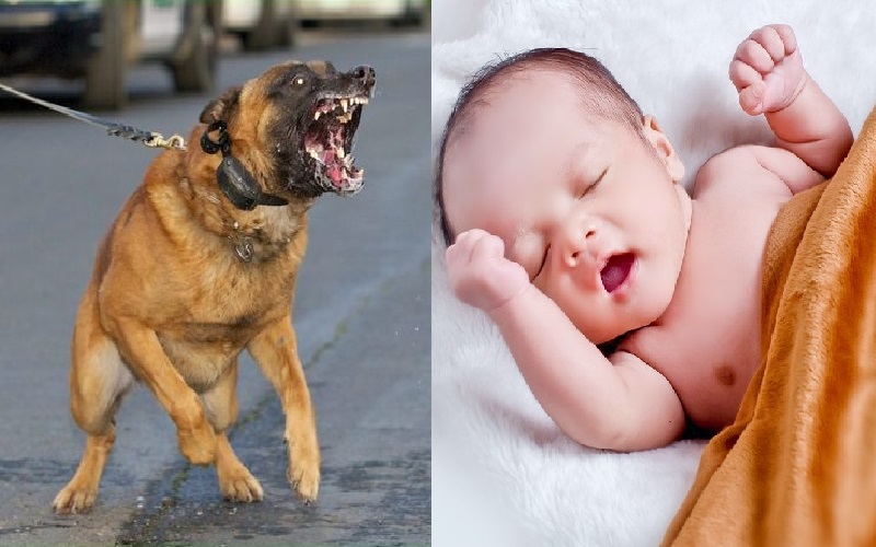 Tragis, Bayi 3 Bulan Diserang Anjing, Korban Luka Parah dan Patah Tulang Rusuk