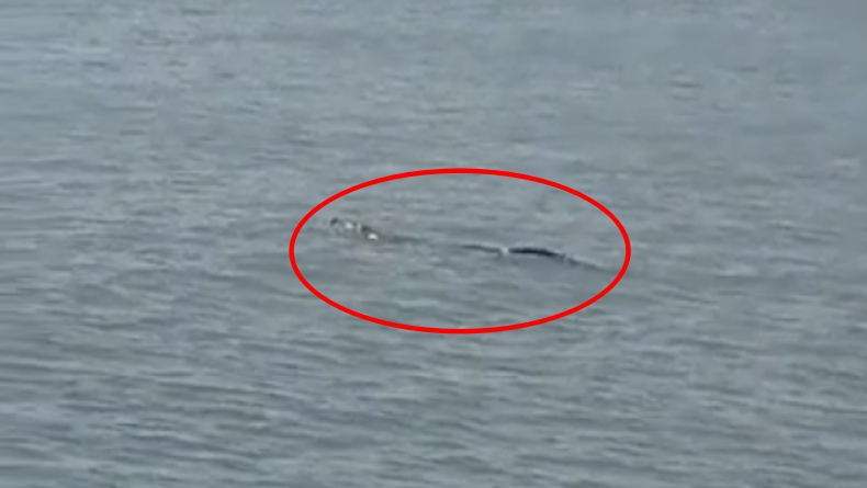 Geger Kemunculan Buaya di Pantai Ketapang Lotim, BKSDA NTB Terjunkan Tim