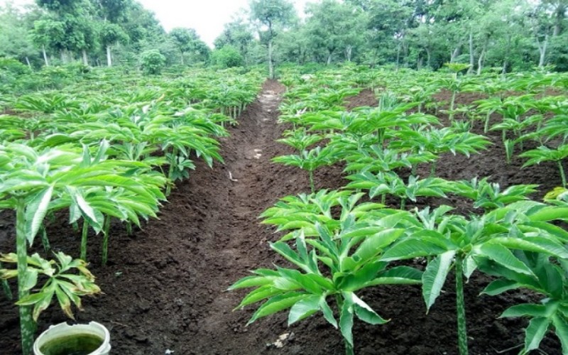 Mentan Siapkan Sumsel Jadi Penghasil Porang, Ini Daftar Daerahnya