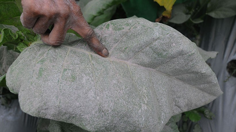 Boyolali dan Magelang Diselimuti Abu Vulkanik Gunung Merapi - Bagian 3