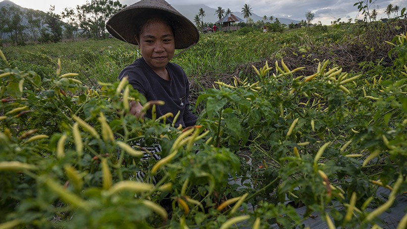 Harga Cabai Rawit Naik akibat Intensitas Hujan Tinggi - Bagian 2