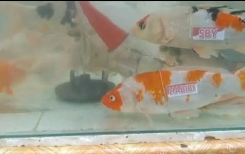 title Meriahkan HUT ke-76 Kemerdekaan RI, 7 Ikan Ini Diberi Nama-nama Presiden RI Meriahkan HUT ke-76 Kemerdekaan RI, 7 Ikan Ini Diberi Nama-nama Presiden RI