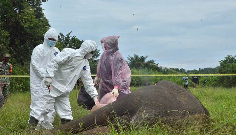 title Polisi Tangkap 5 Pelaku Pembunuh Gajah yang Dipenggal di Aceh Timur Polisi Tangkap 5 Pelaku Pembunuh Gajah yang Dipenggal di Aceh Timur