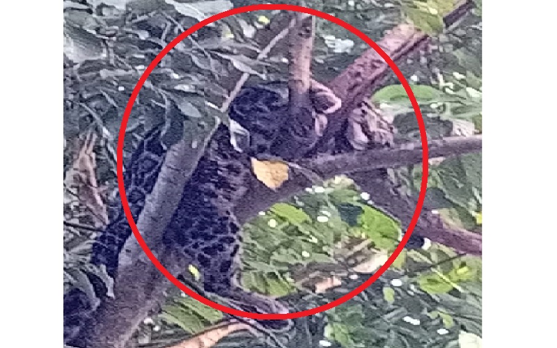 Geger Penampakan Macan Tutul Nangkring di Pohon Rambutan