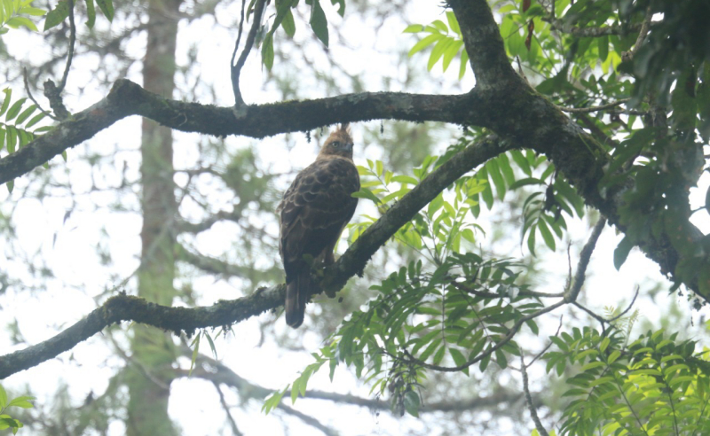 TNBTS Lepas Liarkan 2 Ekor Elang ke Hutan Gunung Semeru