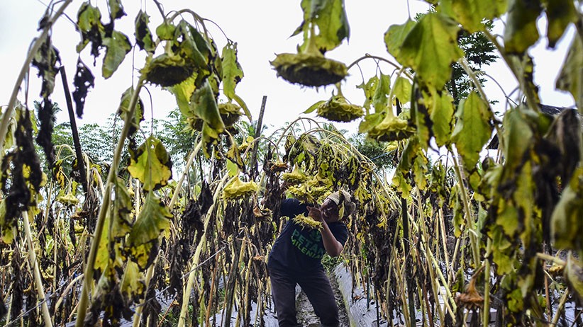 Panen Biji Bunga Matahari, Dijual Rp18.000 per Kilogram - Bagian 2