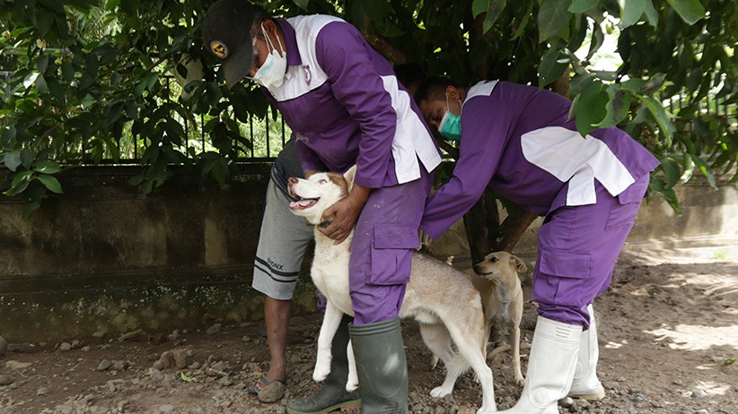 title 3 Orang di Kalbar Tewas akibat Digigit Hewan Penular Rabies 3 Orang di Kalbar Tewas akibat Digigit Hewan Penular Rabies