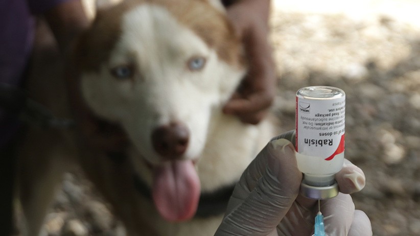 Layanan Vaksinasi Rabies untuk Hewan Peliharaan - Bagian 3