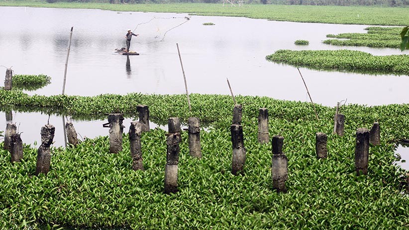 Situ Gunung Putri Dipenuhi Eceng Gondok, Salah Satu Penyebab Banjir - Bagian 2