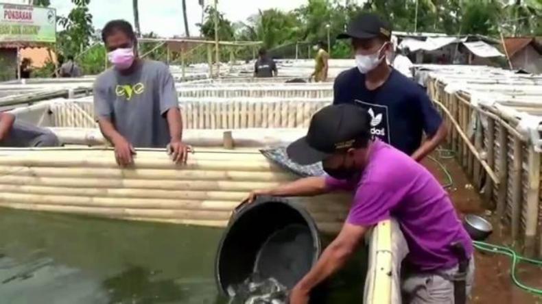title Pemuda Asal Cilacap Ini Sukses Budi Daya Lele, Omzet Puluhan Juta Sekali Panen  Pemuda Asal Cilacap Ini Sukses Budi Daya Lele, Omzet Puluhan Juta Sekali Panen
