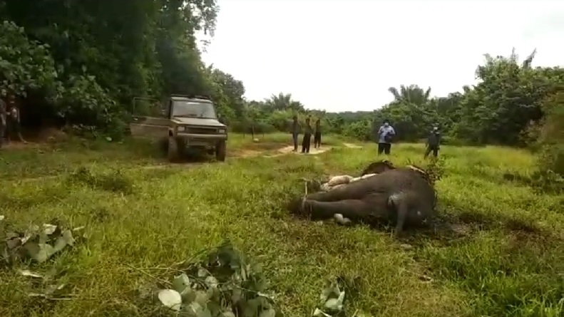 5 Pemenggal Kepala Gajah Liar di Aceh Timur Ditahan di Polda
