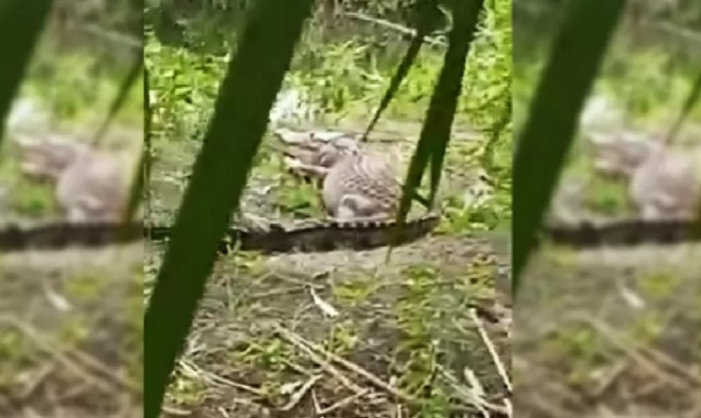 Gempar Buaya Besar Naik ke Daratan, Cari Makan di Kebun Warga